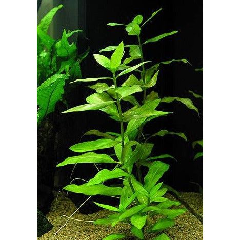 Hygrophila Polysperma