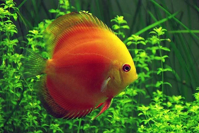 Melon Discus (Small)