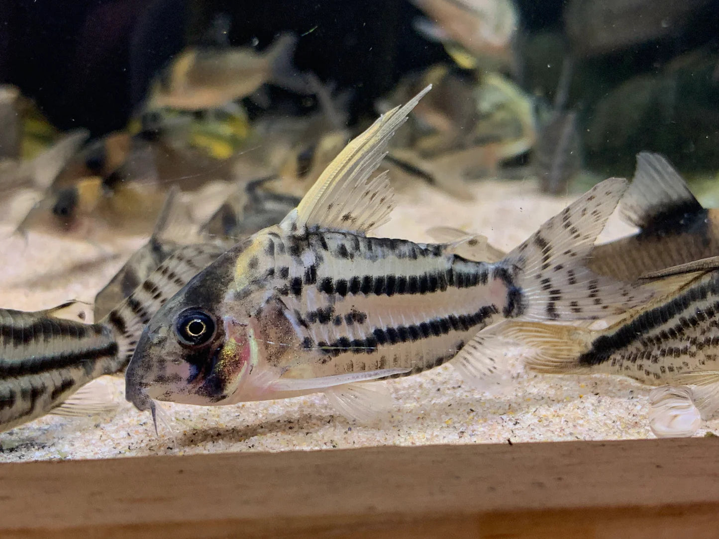 Super Schwartzi Corydora