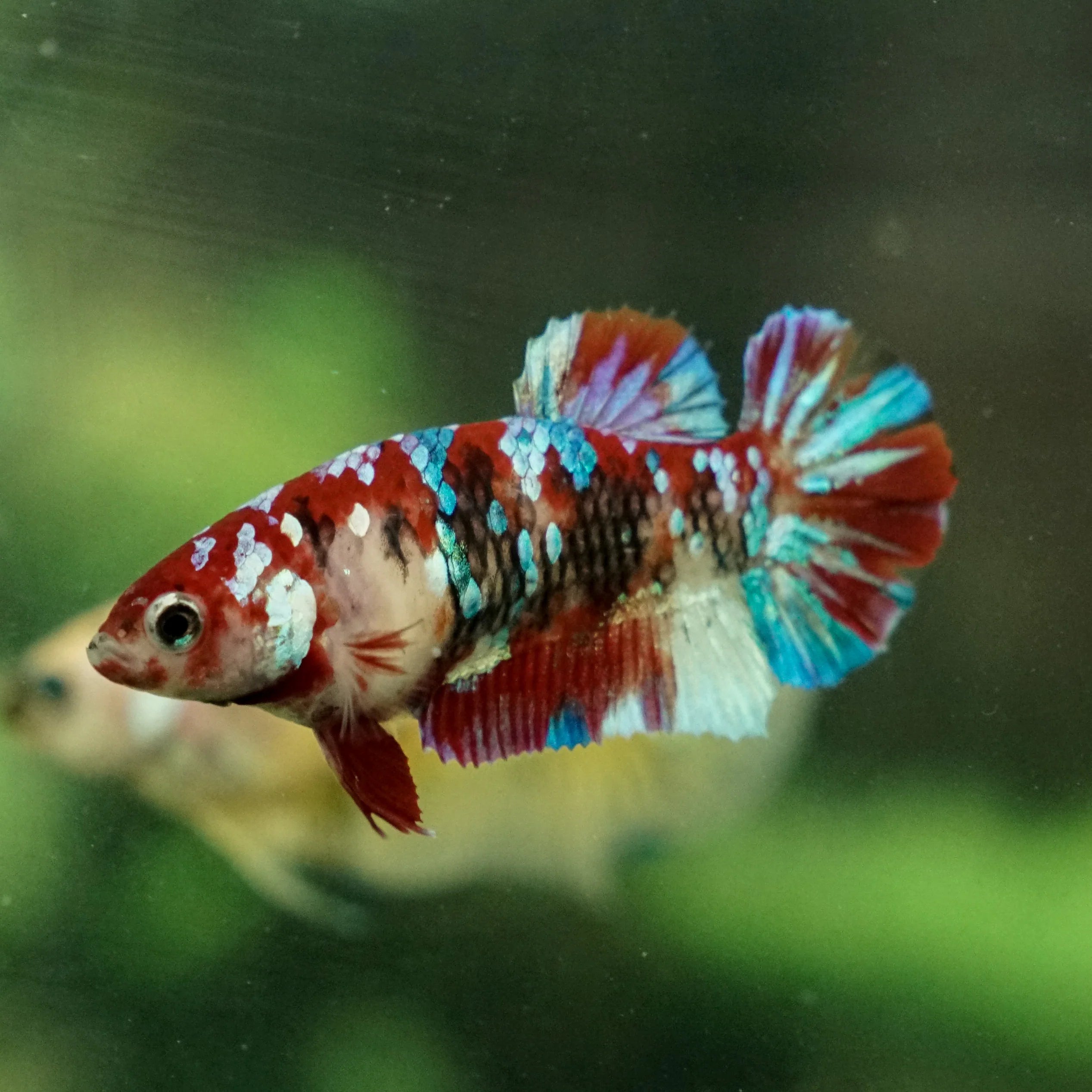 Galaxy Koi Female Betta