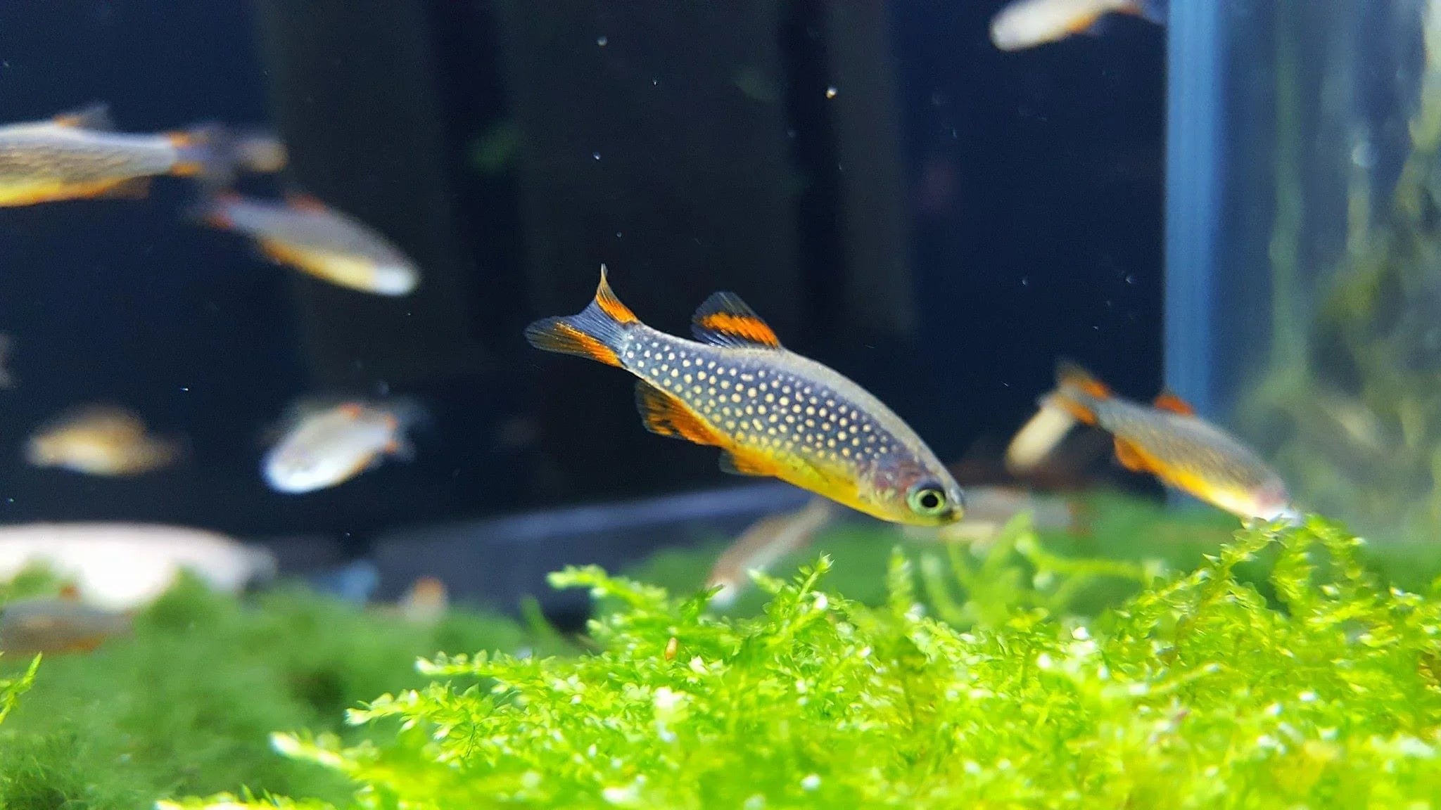 Celestial Pearl Danio (CPD)