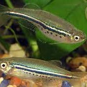 Dwarf Spotted Danio (Danio Nigrofasciatus)