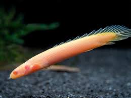 Albino Senegal Bichir