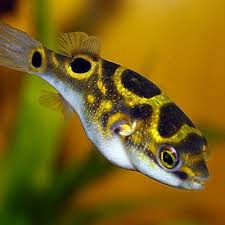 Figure 8 Pufferfish