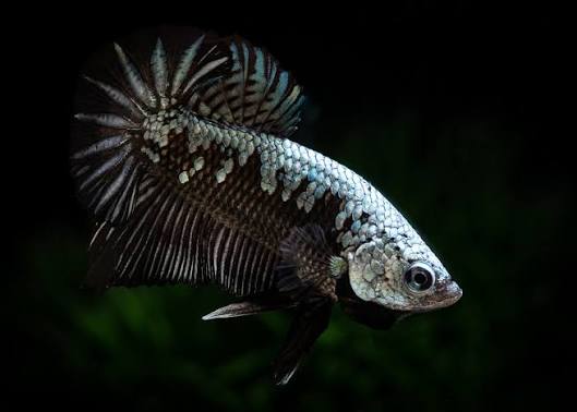 Samurai Male Betta