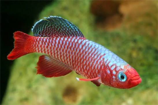 Nothobranchius Rubripinnis Pair