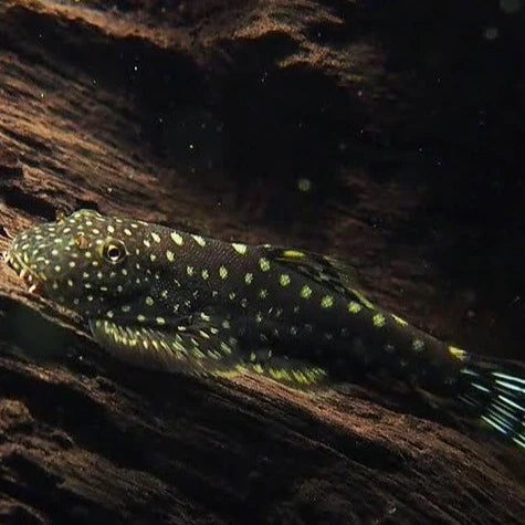 Hillstream Loach (Borneo Sucker)