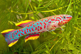 Steel Blue Gardneri Killifish (Fundulopanchax Gardneri)