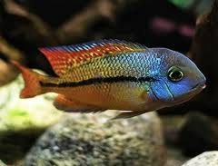 Moga Cichlid (Nicaraguan Cichlid)