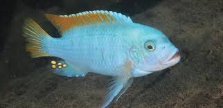 Mixed Mbuna Cichlid (hybrid)