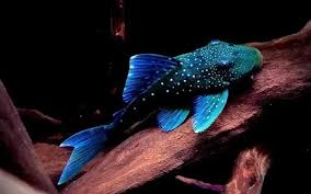 Blue Phantom Pleco (L128)