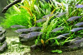 Glass Catfish