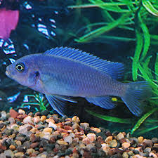 Cobalt Blue Cichlid