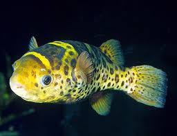 Topaz Pufferfish (Fluviatilis)
