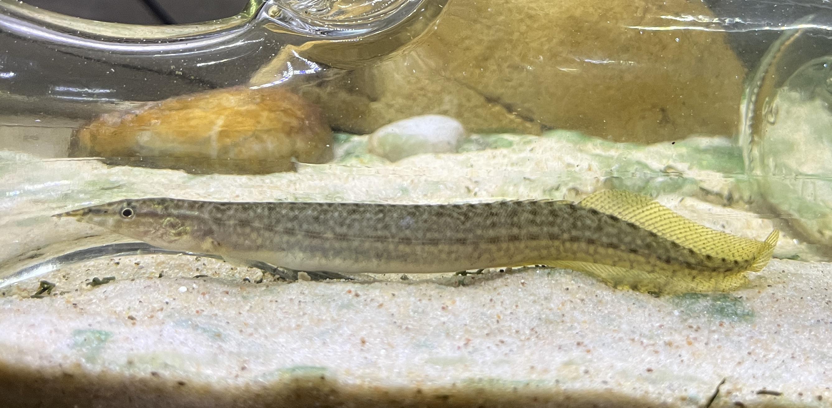 Indian / Banded Spiny Eel