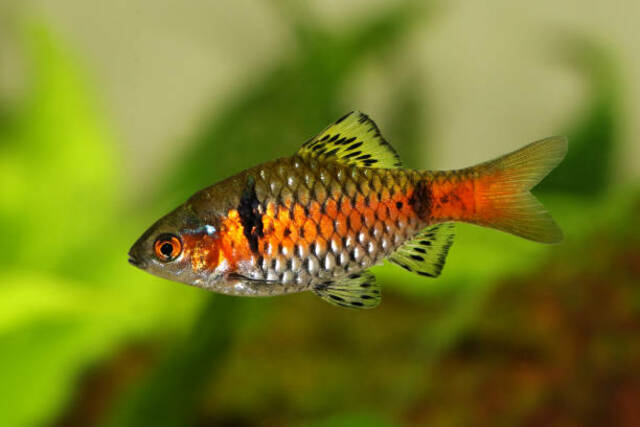 Odessa Barb