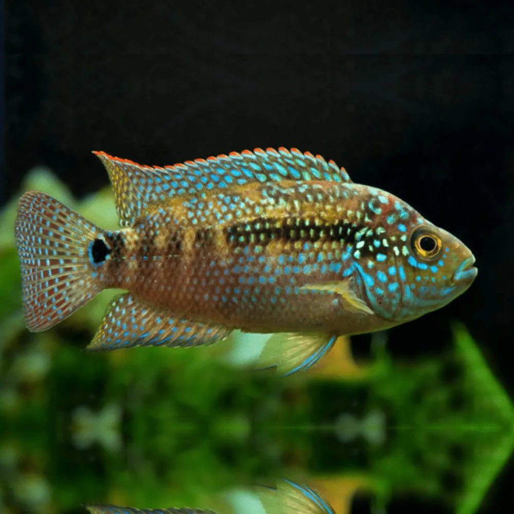 Jack Dempsey Cichlid