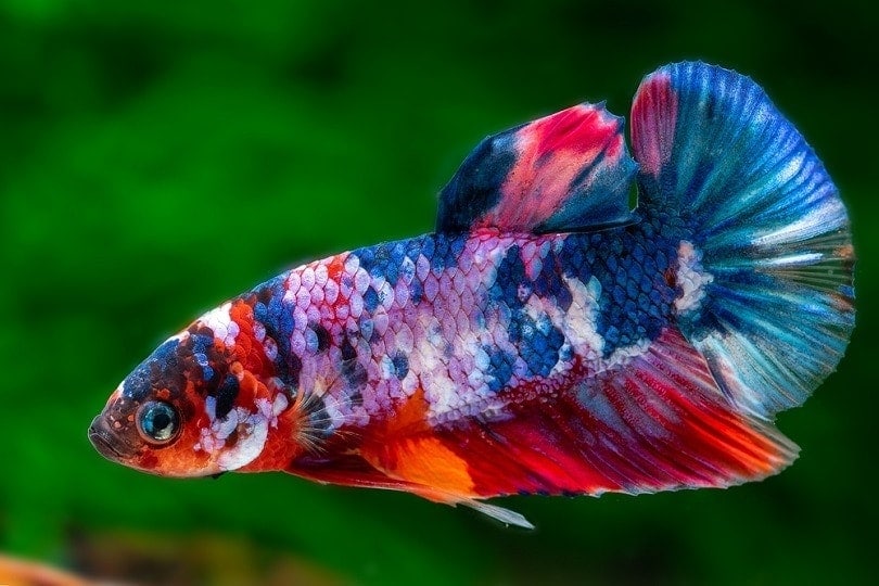 Koi Male Betta