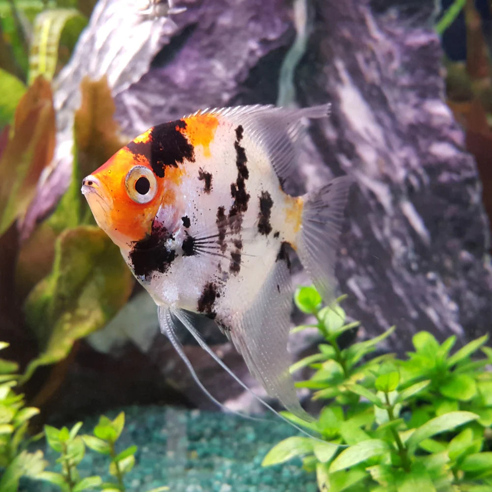 Koi Angelfish
