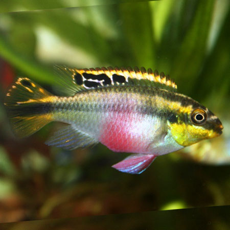 Kribensis Cichlid