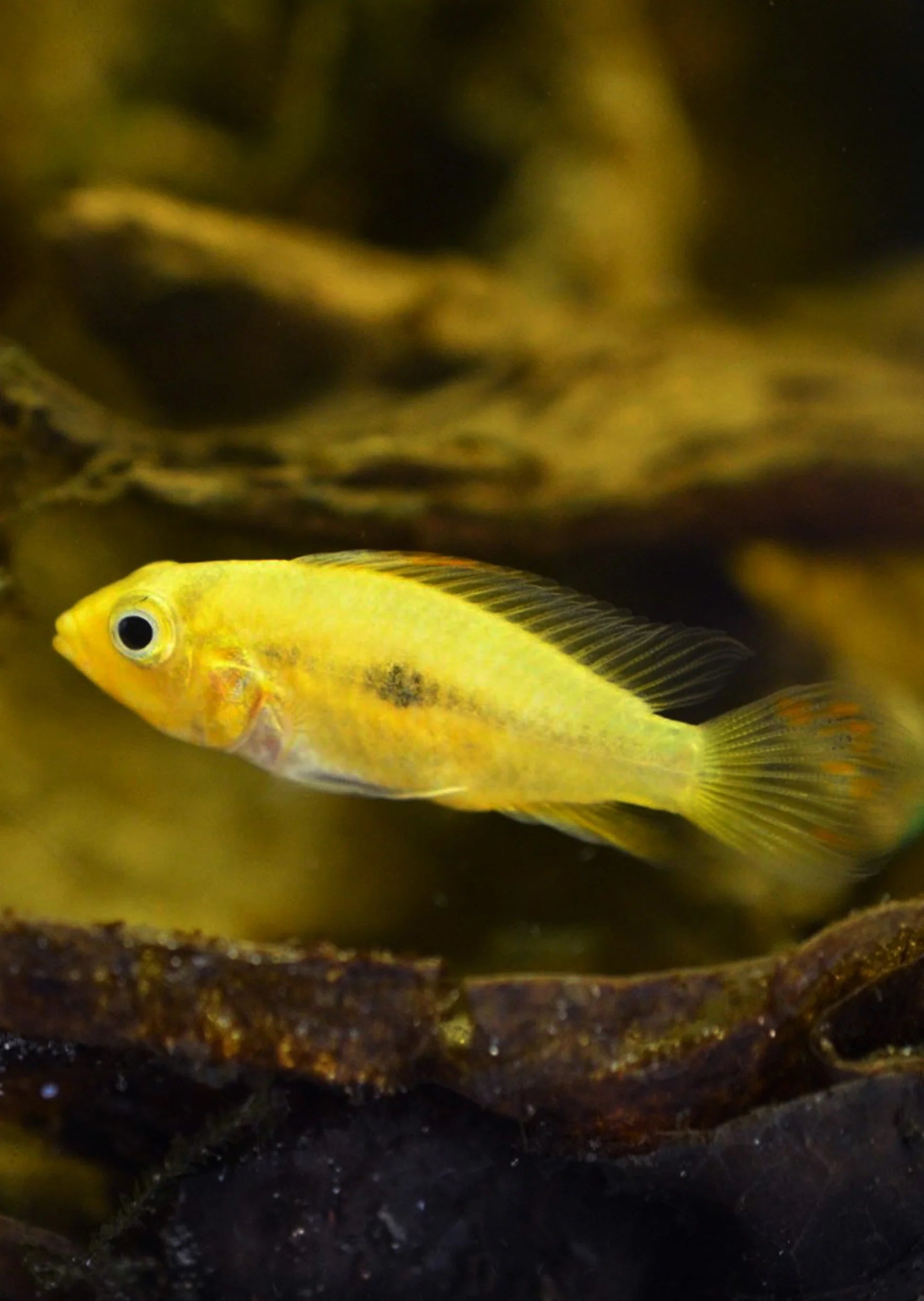 Lemon Cacatuoides Apistogramma