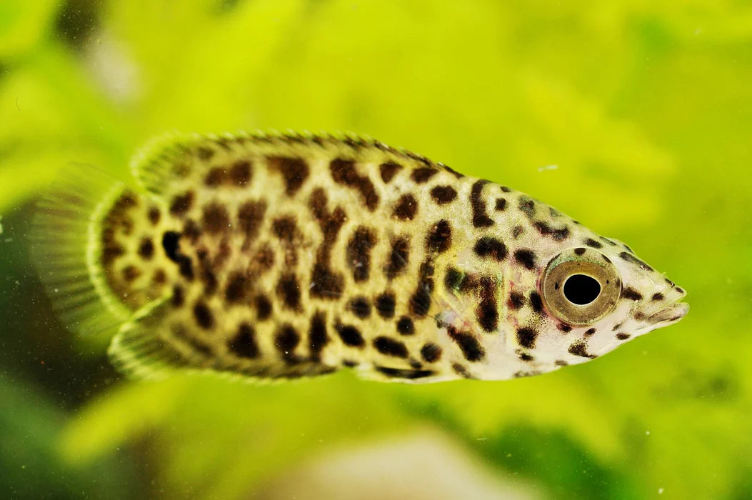 Leopard ctenopoma with cream body, bold black spotted pattern and translucent fins swimming against bright green planted aquarium background
