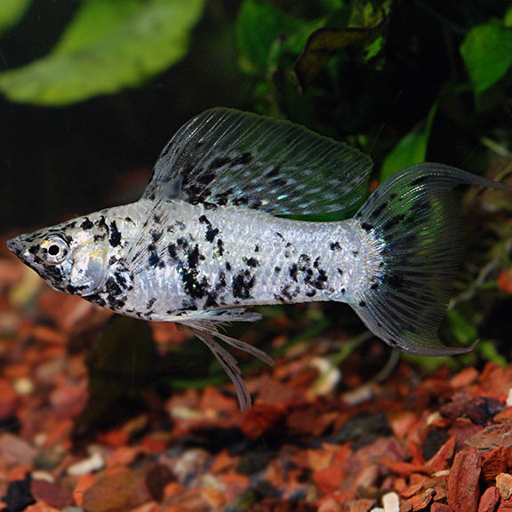 Sailfin Dalmation Molly Pair
