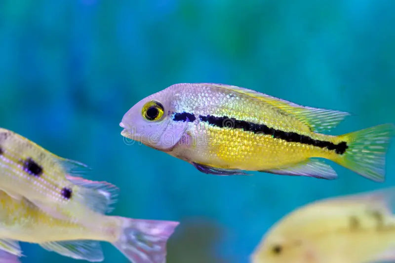 Moga Cichlid (Nicaraguan Cichlid)