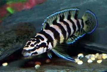 Julidochromis Transcriptus