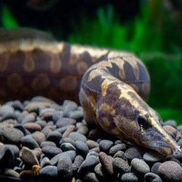 Tyre Track Eel (Mastacembelus armatus)