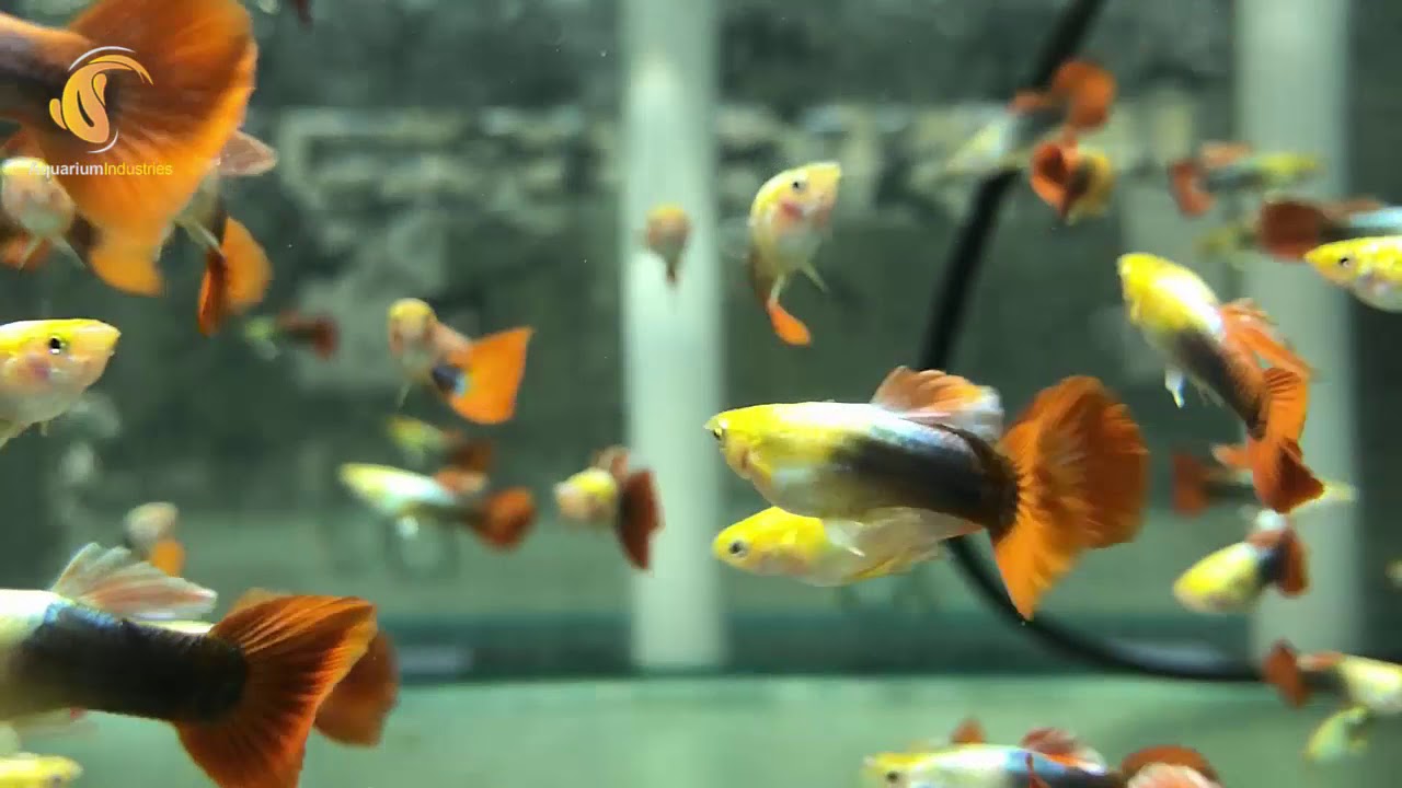 Fancy Guppy Pair (Marigold)