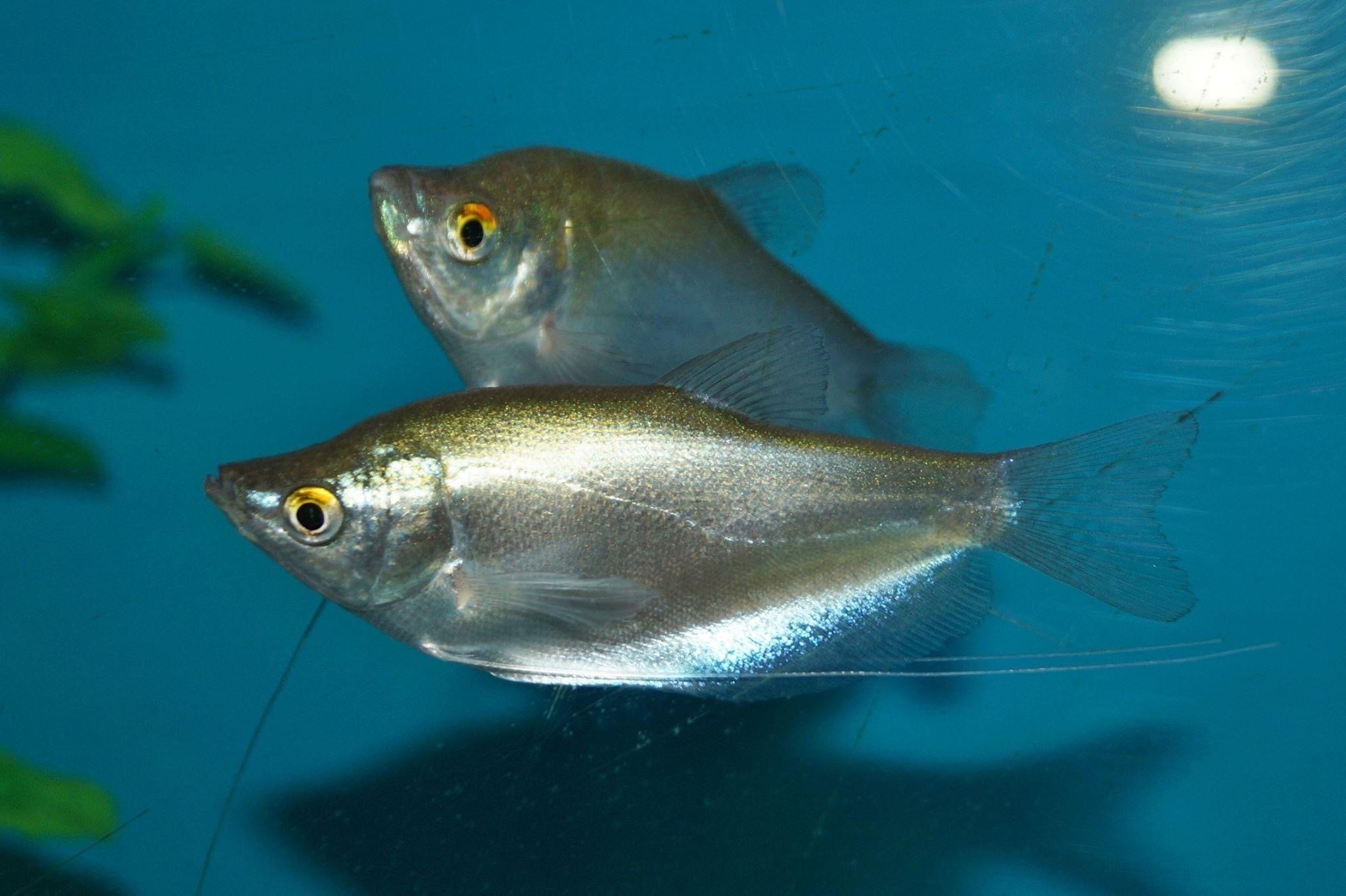 Moonlight Gourami