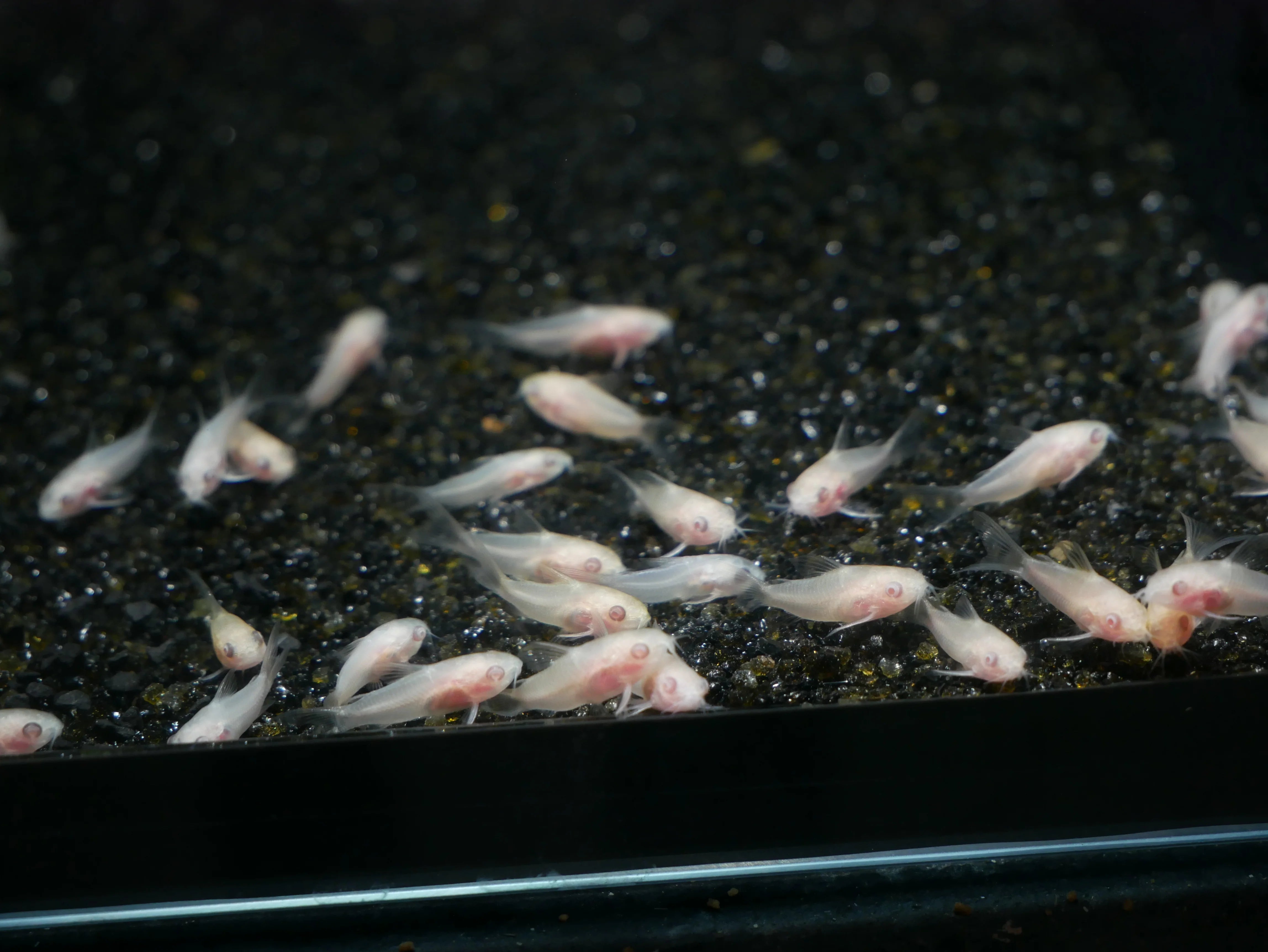 Albino Pygmy Corydoras