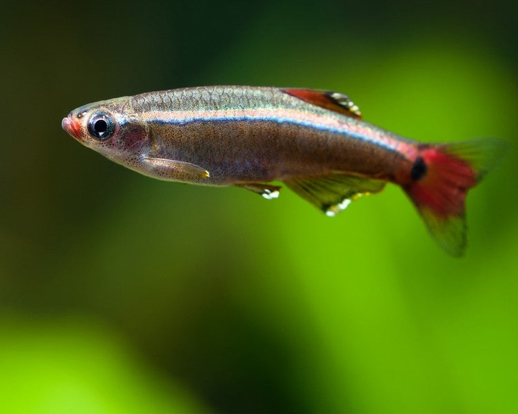 White Cloud Mountain Minnow