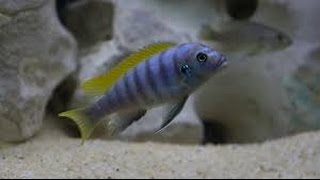 Mixed Mbuna Cichlid (hybrid)