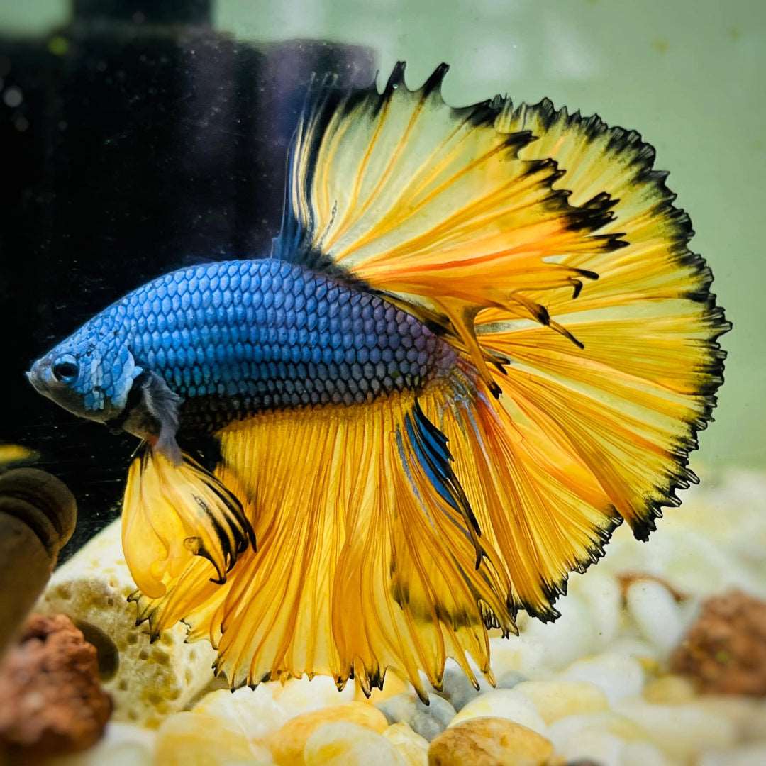 Assorted Halfmoon Male Betta