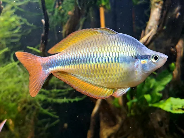 Golden Rainbowfish
