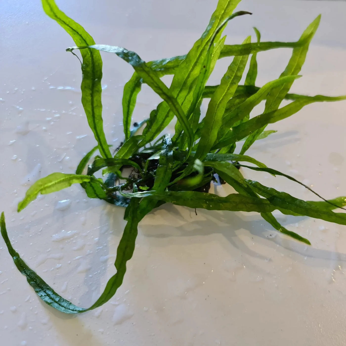 Needle Leaf Java Fern (Small)