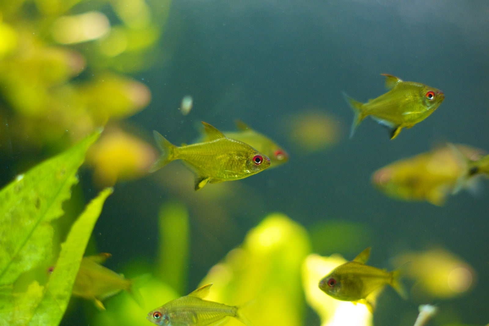 Lemon Tetra