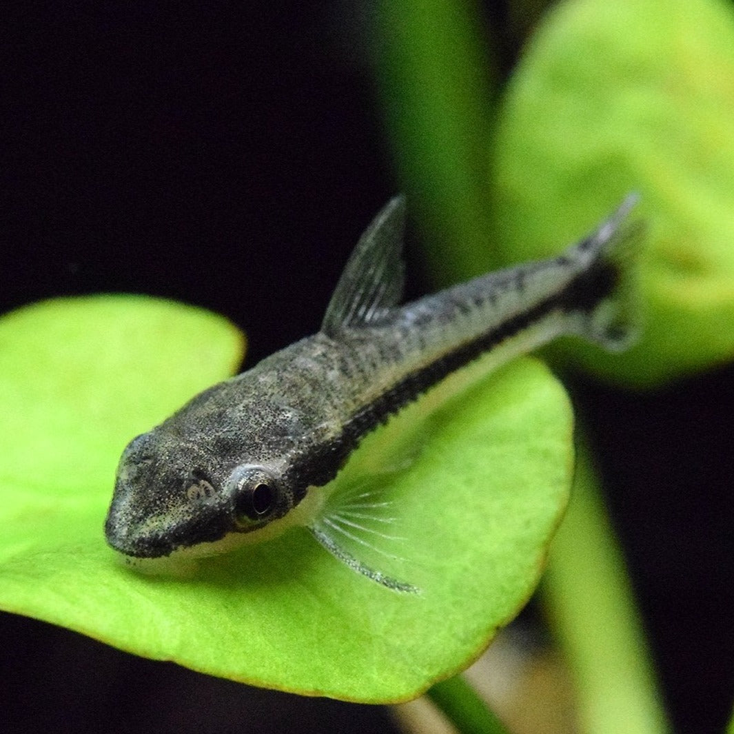 Otocinclus Catfish (Otocinclus affinis)