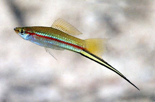 Swordtail (Assorted)