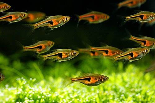 Lambchop Rasbora