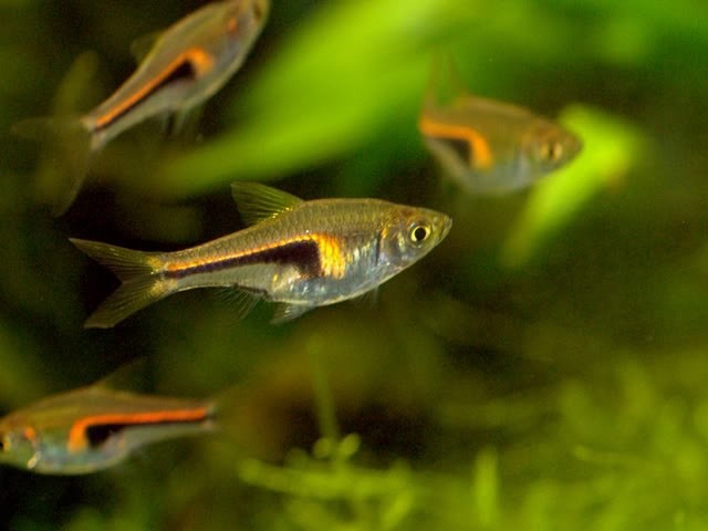 Glowlight Rasbora (Hengeli)