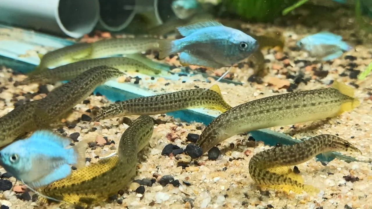 Indian / Banded Spiny Eel