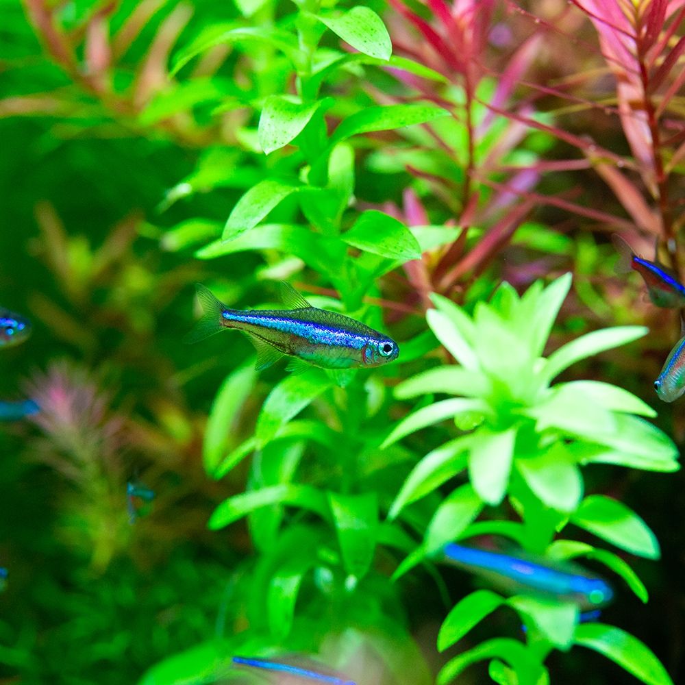 Green Neon Tetra (Paracheirodon simulans)