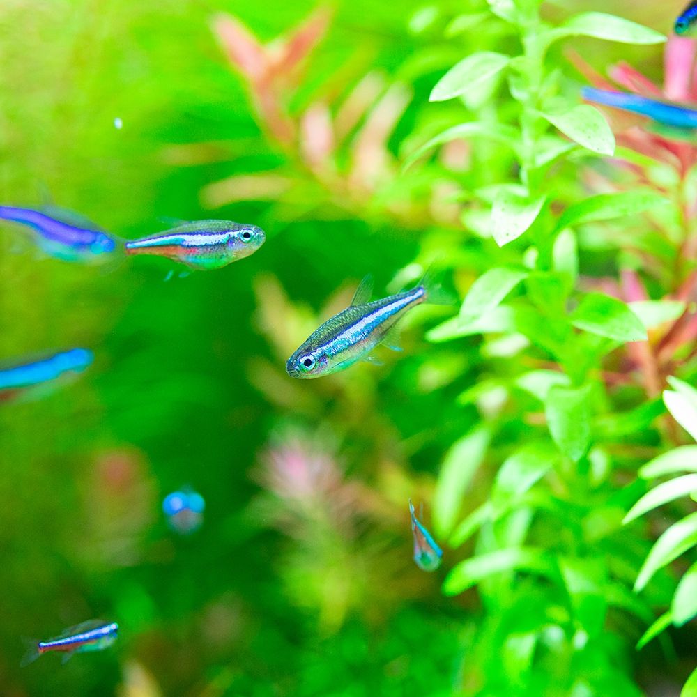 Green Neon Tetra (Paracheirodon simulans)