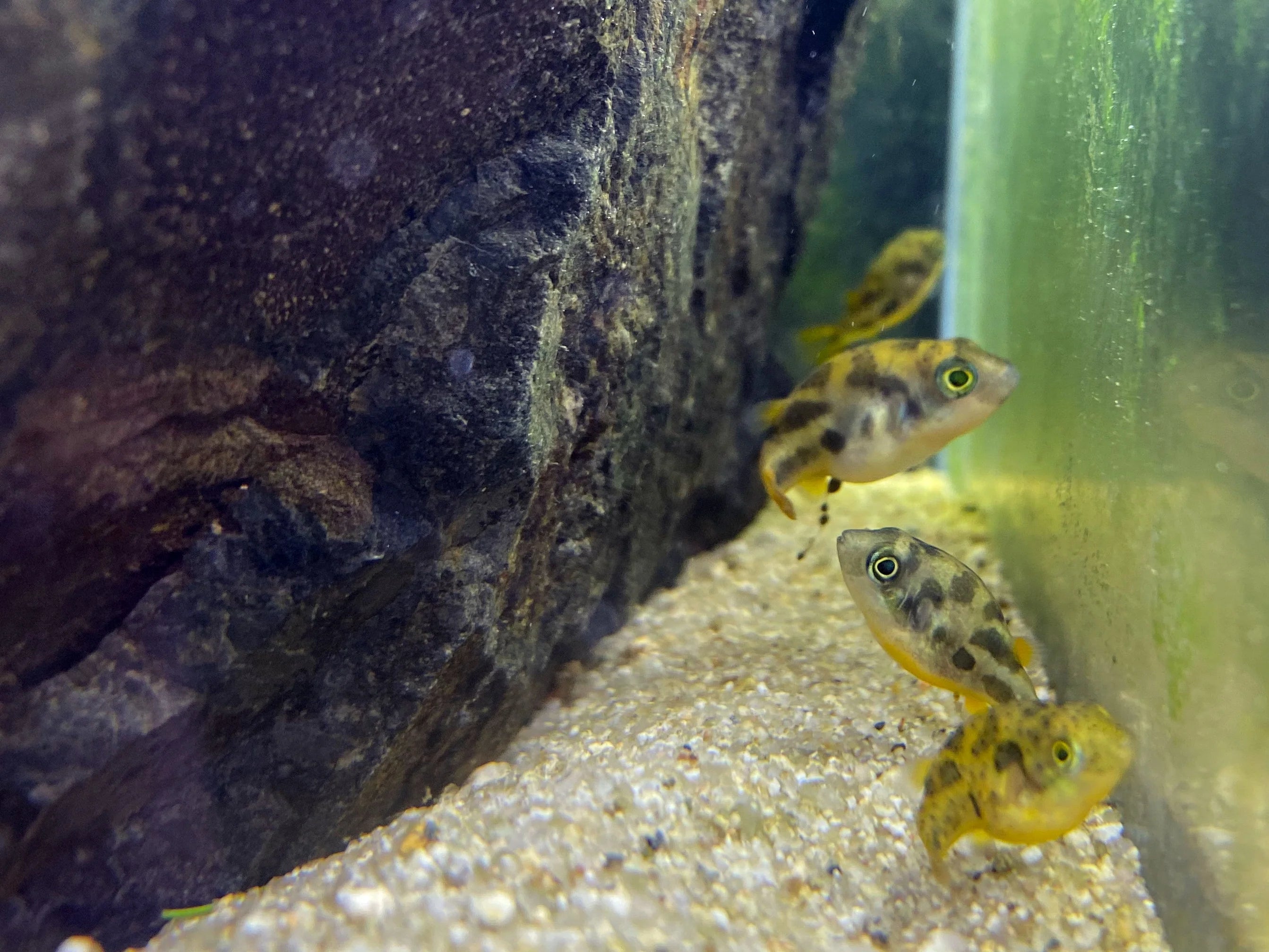 Pea Puffer