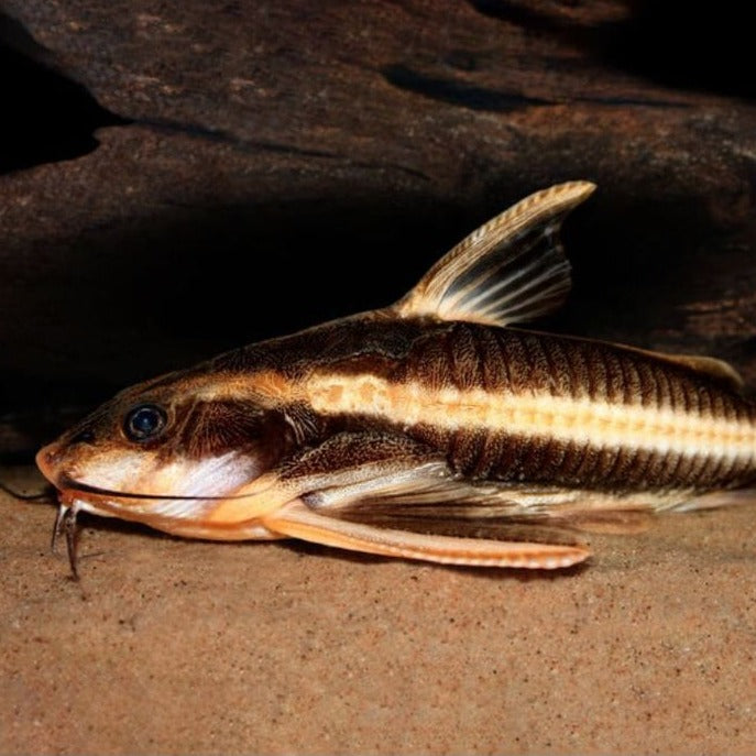 Raphael Catfish (Platydoras armatulus) Aka Chocolate stripe catfish