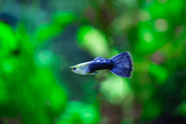 Blue Neon Guppy Pair