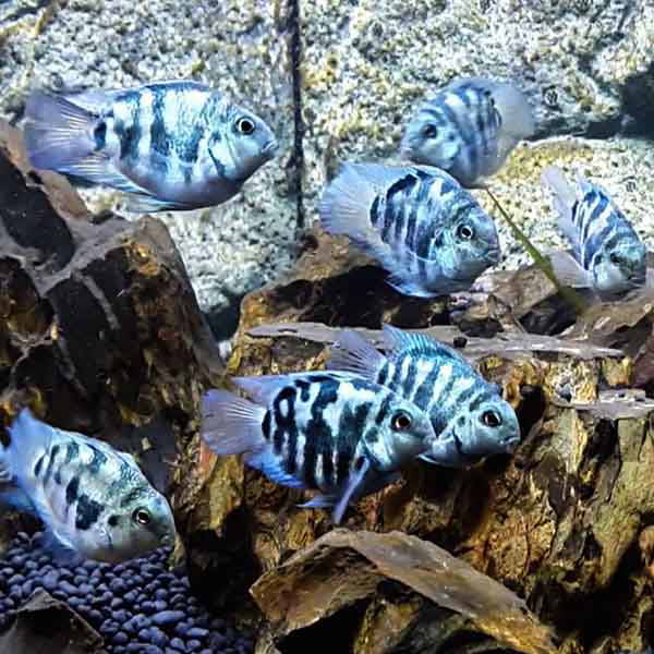 blue polar parrot fish max size Blue Polar Parrot (Small)